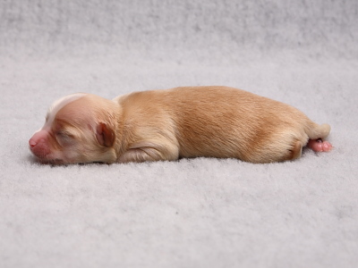 Kennel Miki Nanoq Bichon Havanais hvalpe